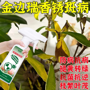 金边瑞香营养液【锈斑病急救】防黄叶烂根黑斑绿叶四季通用叶面肥