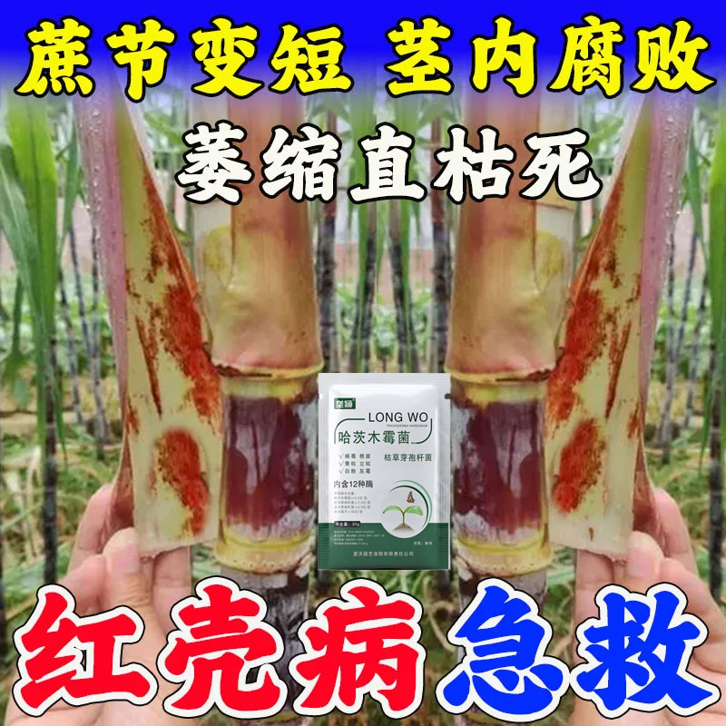 甘蔗红壳病甘蔗节不长叶片枯萎根茎腐烂专用水溶叶面肥抗病害增产