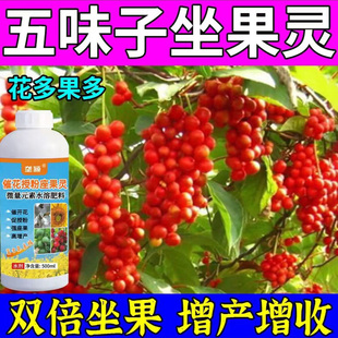 五味子授粉坐果灵促花催花芽分化花多果多【结成串】提质增产防掉