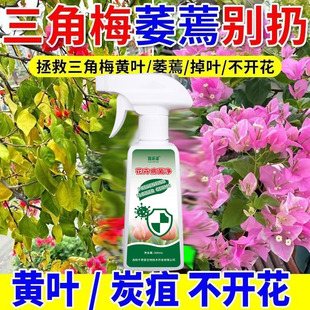 【三角梅急救复活液】三角梅干枯掉叶去黄叶催开花壮根正品营养液
