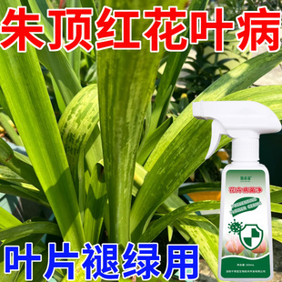 朱顶红花叶病专用营养液肥料黄叶倒伏叶片褪绿叶斑病用花卉病菌净