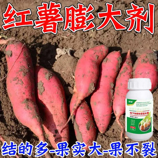 红薯膨大素红薯根茎膨大宝膨大控旺防开裂增产专用红薯膨大增产剂
