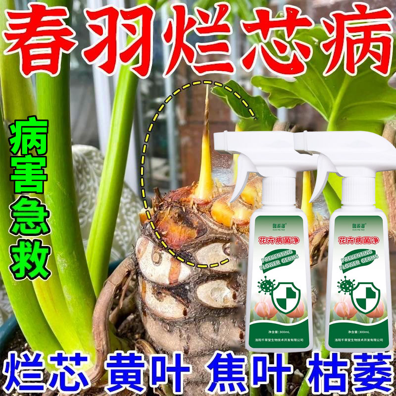 龙鳞春雨烂芯病春羽专用肥黄叶烂叶干尖倒伏根腐家用型绿植叶面肥