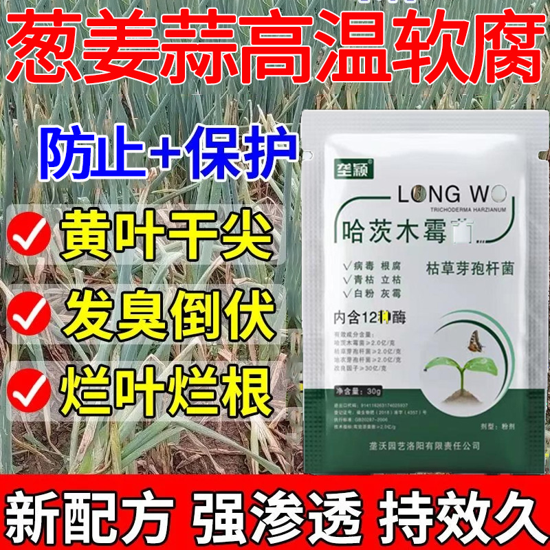 葱姜蒜高温软腐专用肥黄叶干尖发臭倒伏烂叶烂根白粉病锈病水溶肥