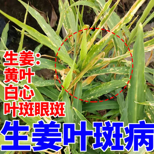 生姜眼斑叶斑病专用肥料黄叶干尖白芯姜瘟姜腐病生姜沙姜大姜肥料