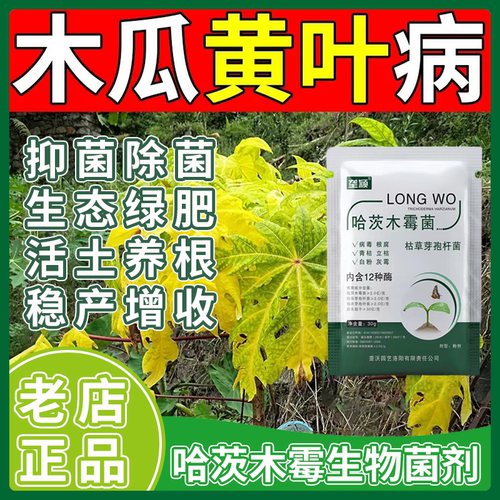 木瓜黄叶病专用除菌剂黄叶枯叶病落叶黄化炭疽防控急救生物叶面肥