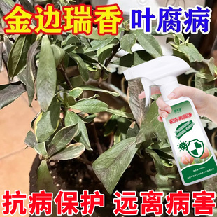 金边瑞香叶腐病炭疽黄叶黑斑通用肥防黄叶干尖黑斑卷叶促花叶面肥