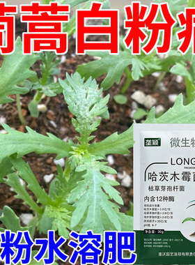 茼蒿白粉病专用水溶肥叶片表面覆盖白色粉状霉层肥料蔬菜用叶面肥