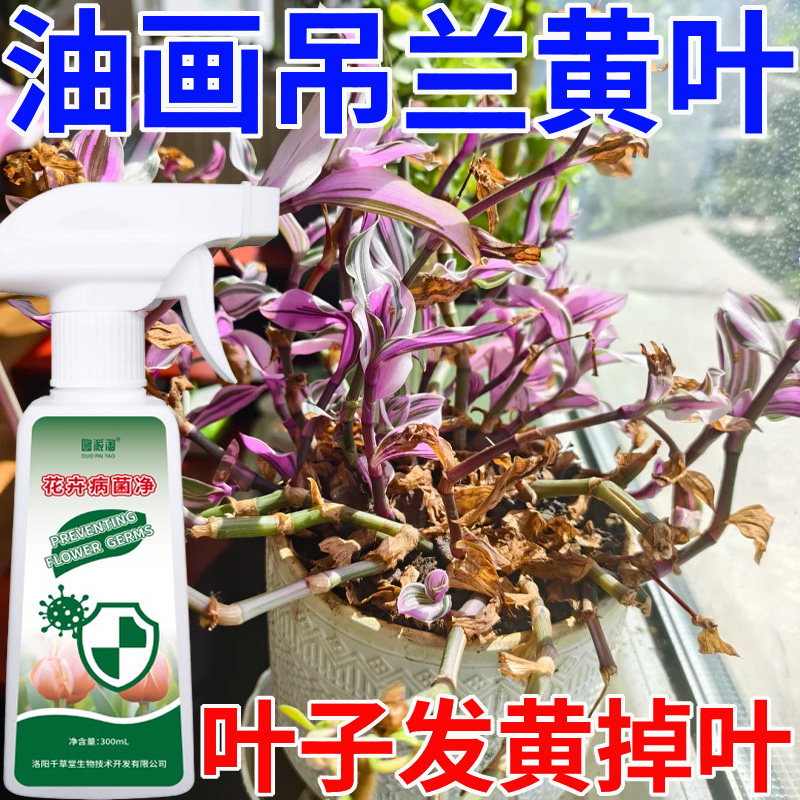 油画吊兰黄叶焦边专用营养液肥料叶子发黄掉叶急救用免稀释病菌净,鲜花速递/花卉仿真/绿植园艺,家庭园艺肥料,淘宝优惠券,粉丝福利购,淘宝优惠卷