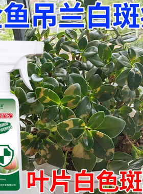 金鱼吊兰白斑病专用营养液肥料叶片白色斑块叶斑病花卉病菌净喷剂