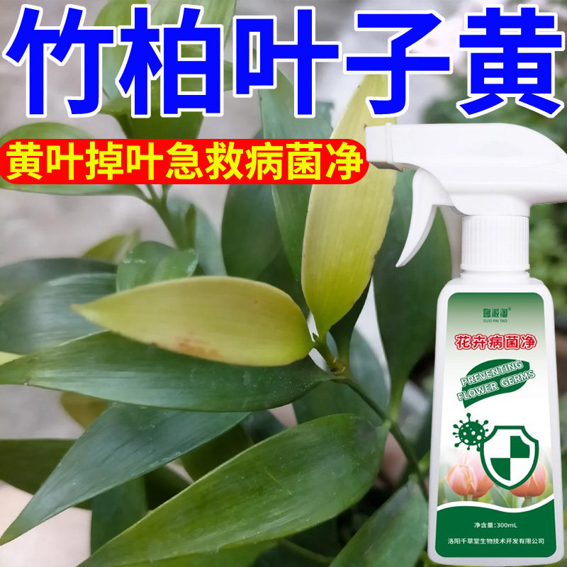 竹柏叶子黄专用营养液肥料焦尖黄叶卷叶干枯黑斑病用免稀释病菌净,鲜花速递/花卉仿真/绿植园艺,家庭园艺肥料,淘宝优惠券,粉丝福利购,淘宝优惠卷