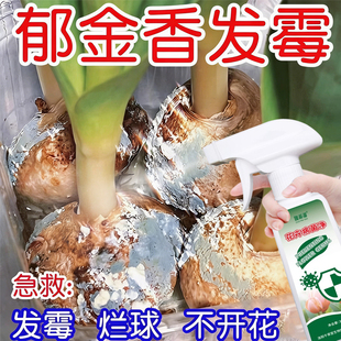 郁金香发霉急救肥料春化发霉种球腐烂霉点霉斑不发芽不开花营养液