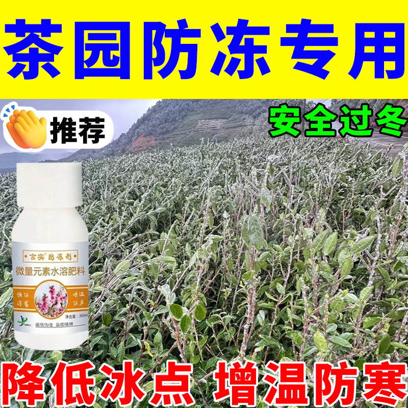 茶园茶树冬季抗霜冻寒潮低温倒春寒专用防冻剂低温促生长防止冻伤