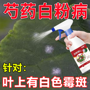 芍药白粉病芍药花叶长白霜白霉牡丹芍药白粉病免稀释肥绿叶营养液
