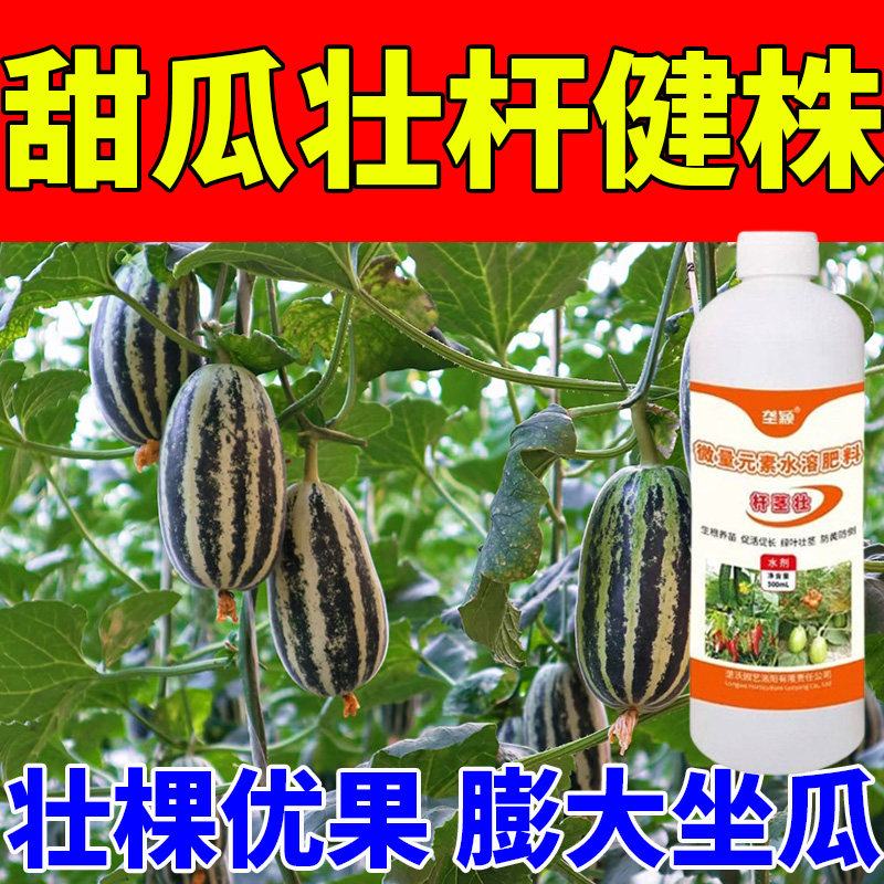 大棚露天通用甜瓜壮蔓粗茎肥茎秆硬朗韧性强少落瓜膨果快收益大增