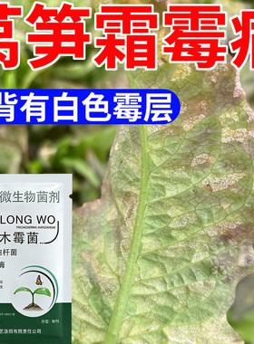 莴笋霜霉病专用水溶肥叶片背面出现白色霉层灰霉病肥料蔬菜叶面肥