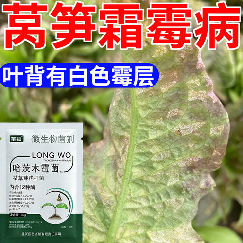 莴笋霜霉病专用水溶肥叶片背面出现白色霉层灰霉病肥料蔬菜叶面肥