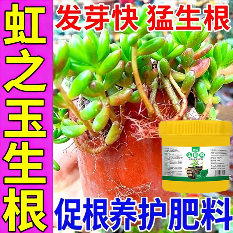 虹之玉催生新根生根液生根剂扦插枝条插花育苗强力爆根生根肥料