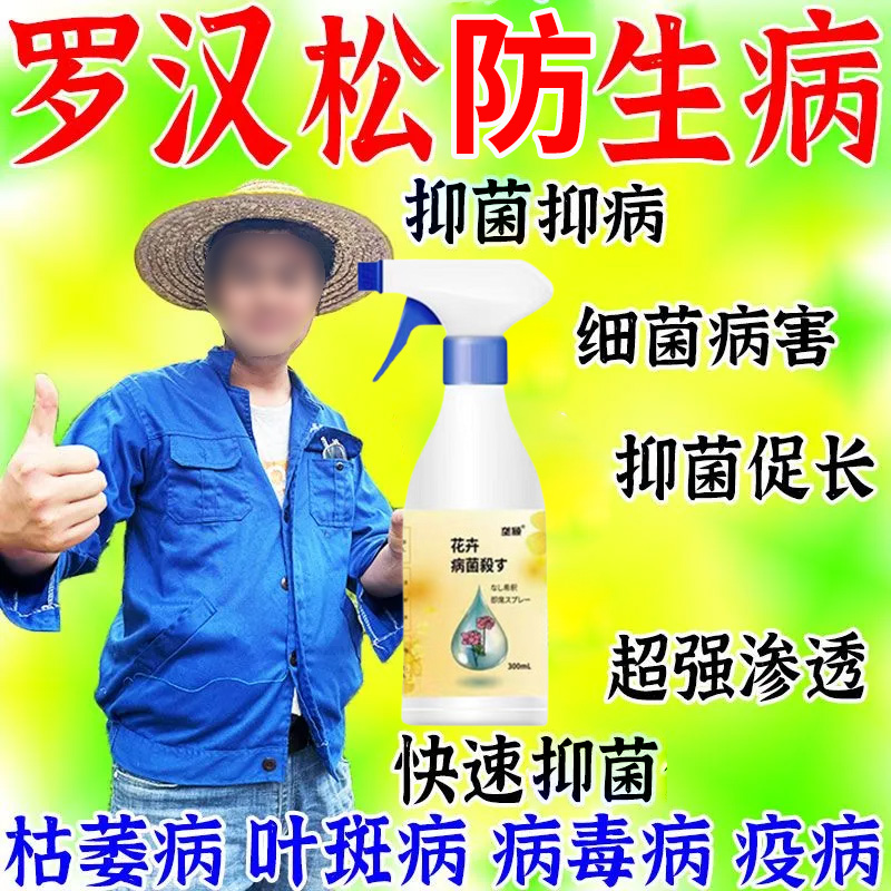 罗汉松病害专用肥料叶子枯萎叶斑病营养液叶片枯黄白斑黄叶病毒病