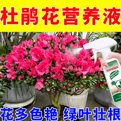 杜鹃花专用浓缩型营养液防止黄叶落叶枯萎烂根叶斑黑斑黑叶促开花