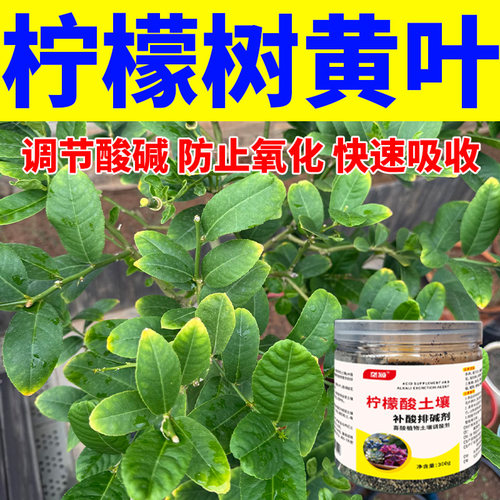 家养柠檬树缺酸缺铁急救硫酸亚铁柠檬酸快速复绿长势旺防黄叶补铁