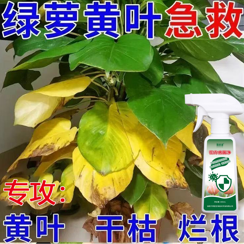 绿萝叶子发黄掉叶急救专用营养液焦边干尖黑黄色斑点变黑枯萎烂根