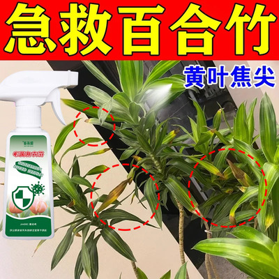 百合竹专用营养液急救干枯黄叶蕉叶黑斑室内盆栽免稀释通用肥