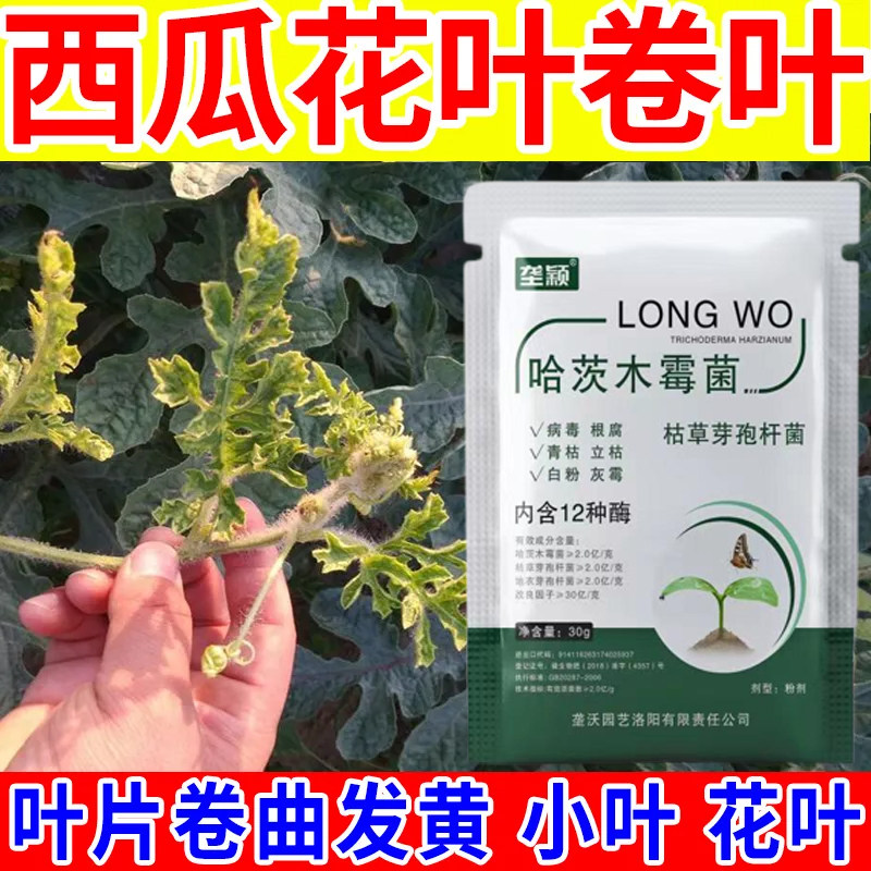西瓜苗叶片卷叶黄边焦叶花叶急救病毒病防卷叶虫枯叶水溶叶面肥料