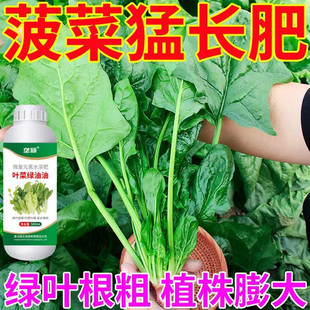 适合菠菜生长的肥料菠菜增绿增厚叶面肥防黄叶茎部壮实生根提苗肥