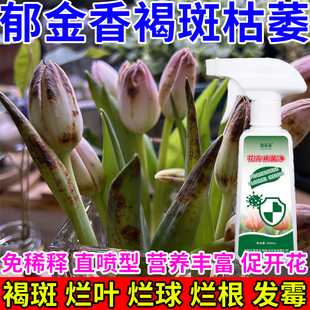 郁金香种球黄褐色斑急救营养液直接喷懒人专用防止郁金香春化发霉