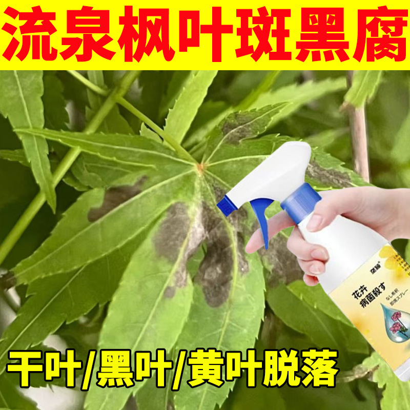 【枫叶有黑斑点怎么办】流泉枫叶斑病营养液树叶白色黄色斑点驱斑