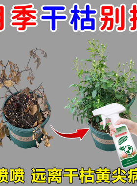 月季花干枯病专用营养液叶干叶黄烂根萎蔫不开花枯枝茎腐枯黄肥料