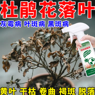 杜鹃花冬季落叶干枝叶子发黄发黑掉叶干花苞枯萎专用修复剂抑制剂