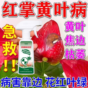 红掌叶子发黄干枯叶片长叶斑病枯萎病炭疽病黑斑病专用营养液促绿