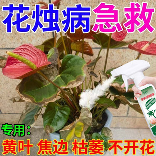 【急救】红掌营养液专用肥催花防叶子发黄叶斑病枯萎叶枯烂根增绿
