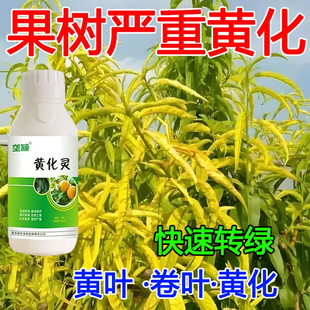 【急救黄化】果树黄化病专用黄化灵黄叶卷叶黄斑黄龙落花落果叶肥