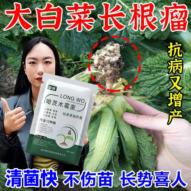 白菜根肿病根瘤植株矮小不生长黄叶枯死专用叶面肥调理土壤防传染