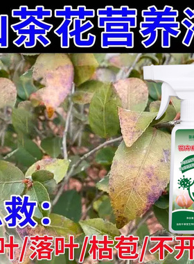山茶花叶子发黄干枯专用营养液黑色附着物有锈斑尖褐色白斑点喷剂