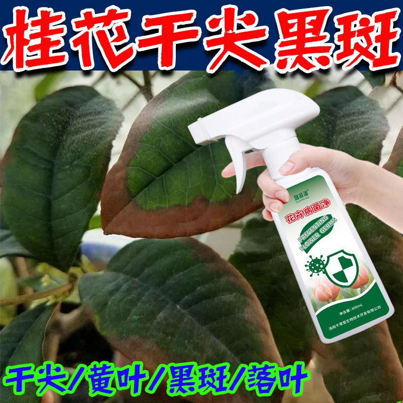 桂花树叶黑斑专用营养液叶尖枯焦新芽变黑脱落干枯发黑抑菌黑腐肥