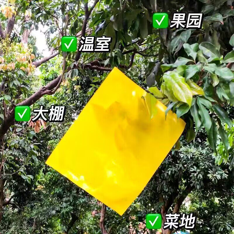 蝇粘虫板瓜果实蝇粘胶板针蜂贴灭金蜂黄板诱捕器瓜实蝇粘纸
