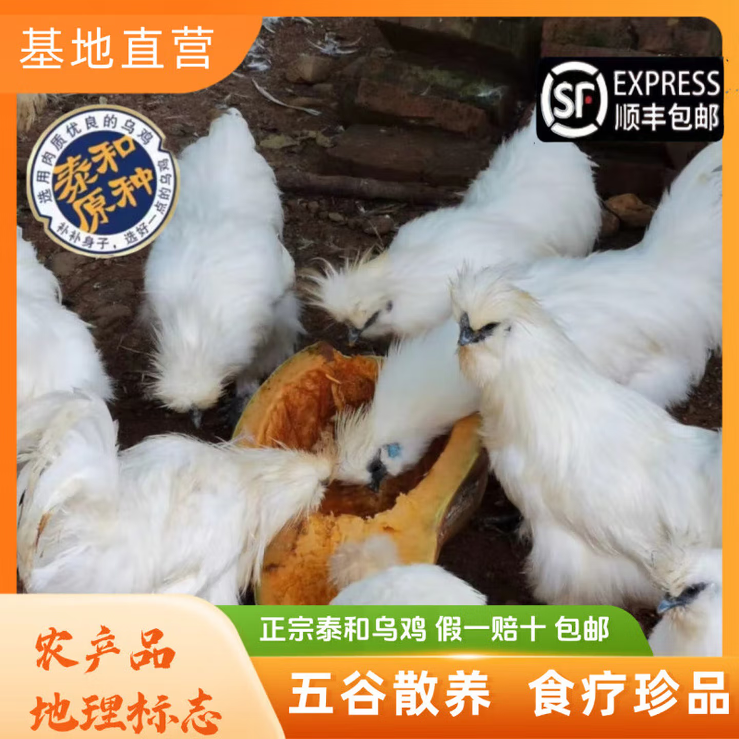 泰和乌鸡新鲜现杀正宗乌骨鸡土鸡活鸡现杀整鸡农家五谷散养母鸡,水产肉类/新鲜蔬果/熟食,整鸡/整鸡制品,淘宝优惠券,粉丝福利购,淘宝优惠卷