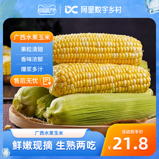 包邮 广西水果玉米新鲜甜玉米4.5斤新鲜现摘玉米 数乡宝藏