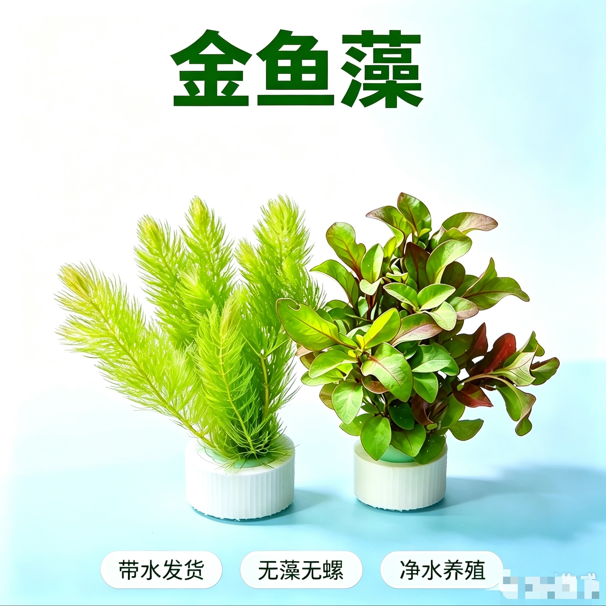 金鱼藻水草鱼缸造景水草净化水质鱼缸造景水草净化水质