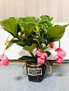 29.9 98进口木质化宝莲灯花盆栽花卉绿植室内客厅办公室