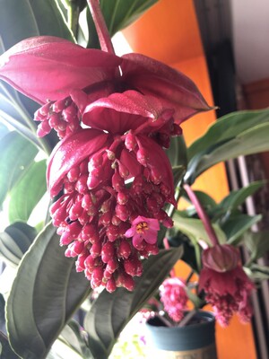 108-598进口木质化宝莲灯花盆栽花卉绿植室内客厅办公室