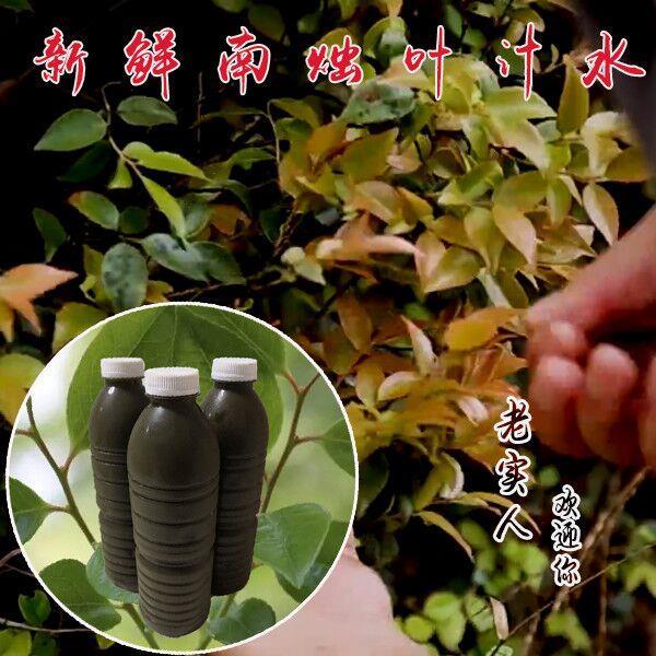 宜兴特产野生新鲜乌树叶汁乌饭草溧阳南烛叶乌饭叶汁乌米水3斤装