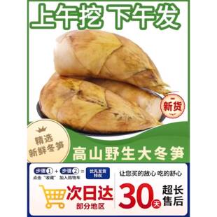 浙江锄头挖新鲜冬笋专用现挖5斤10斤临安春笋江西竹笋清水煮野生