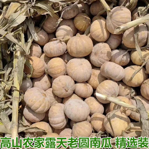 老南瓜粉糯甜农家自种磨盘圆南瓜新鲜老品种老黄南瓜蔬菜新鲜辅食