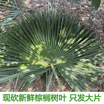 现砍新鲜棕榈树叶粽子材料