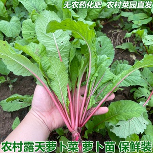 农家新鲜萝卜菜萝卜梗当季青蔬菜红皮小萝卜红萝卜缨子嫩萝卜苗